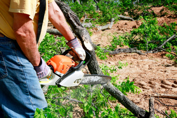 Best Affordable Tree Service  in Laurel Lake, NJ